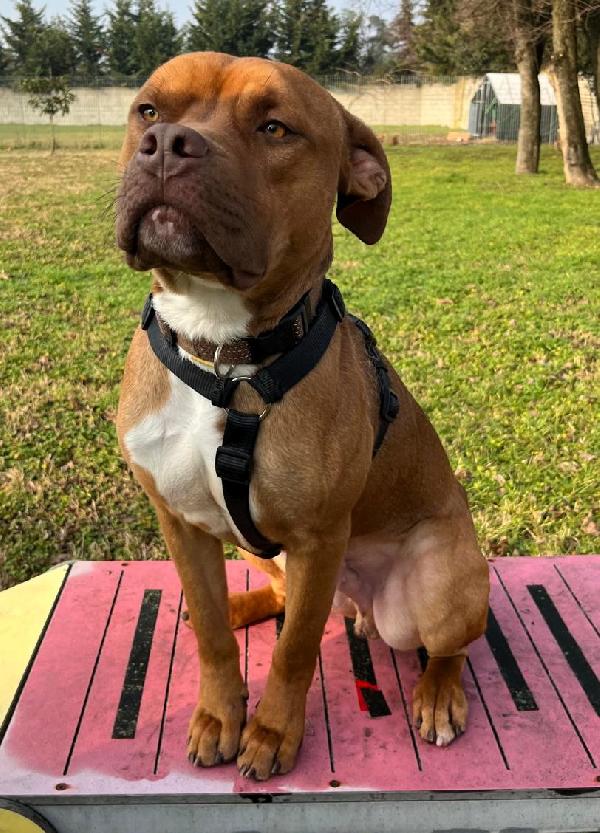 Nilo Bellissimo Meticcio